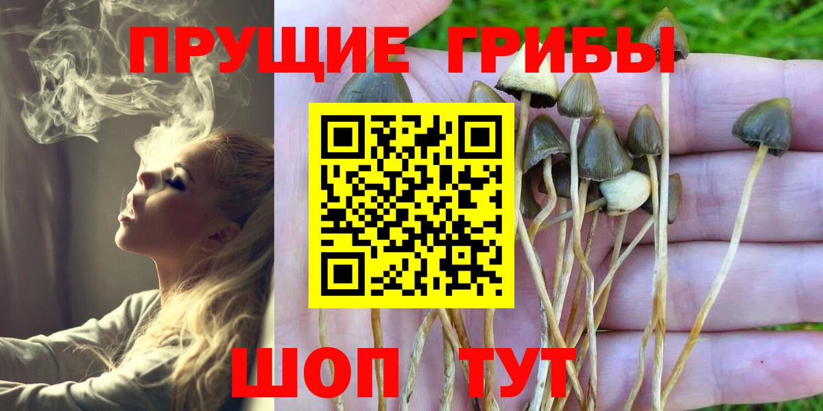 Дзержинск  Галлюциногенные грибы Cubensis  Вход с VPN 